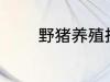 野猪养殖技术 野猪养殖技巧