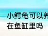 小鳄龟可以养在鱼缸里吗 小鳄龟能养在鱼缸里吗