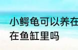 小鳄龟可以养在鱼缸里吗 小鳄龟能养在鱼缸里吗