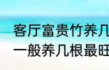 客厅富贵竹养几支最旺运 水养富贵竹一般养几根最旺财