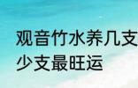 观音竹水养几支最旺运 观音竹水养多少支最旺运