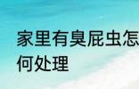 家里有臭屁虫怎么办 家里有臭屁虫如何处理