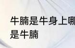 牛腩是牛身上哪里的肉 什么位置的肉是牛腩