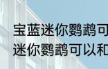 宝蓝迷你鹦鹉可与什么鱼一起养 宝蓝迷你鹦鹉可以和鱼一起养吗