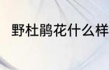 野杜鹃花什么样 野杜鹃花简单介绍