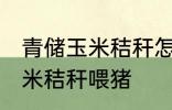 青储玉米秸秆怎样喂猪 如何做青储玉米秸秆喂猪