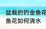 盆栽的钓金鱼花怎么浇水 盆栽的钓金鱼花如何浇水