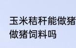 玉米秸秆能做猪饲料吗 玉米秸秆可以做猪饲料吗