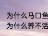 为什么马口鱼鱼缸养不活 马口鱼鱼缸为什么养不活