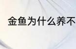 金鱼为什么养不活 金鱼为何养不活