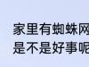 家里有蜘蛛网好事坏事 家里有蜘蛛网是不是好事呢