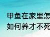 甲鱼在家里怎么养才不死 甲鱼在家里如何养才不死