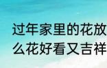 过年家里的花放什么好 过年家里放什么花好看又吉祥